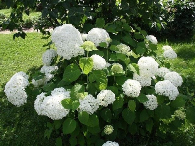 Hydrangea tree Annabel: description and photo, planting, care, reviews