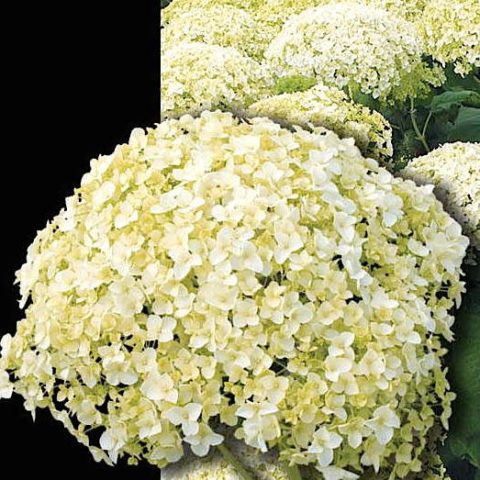 Hydrangea tree Bounty: reviews, planting and care, photos