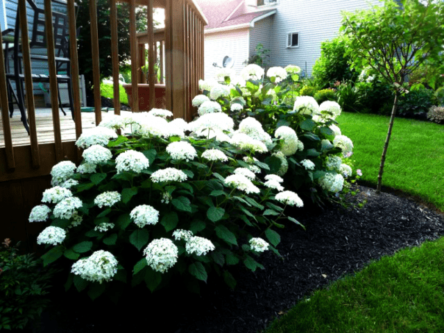 Hydrangea tree Bounty: reviews, planting and care, photos