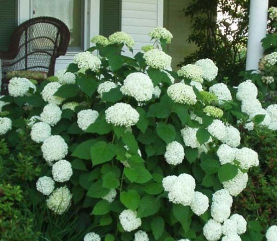 Hydrangea tree Bounty: reviews, planting and care, photos