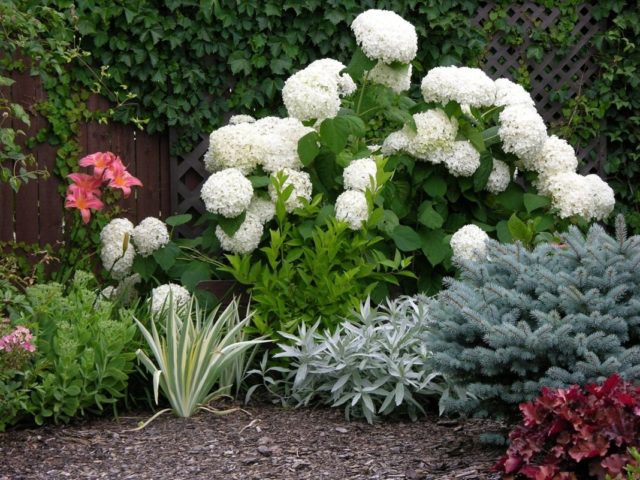 Hydrangea tree Bounty: reviews, planting and care, photos