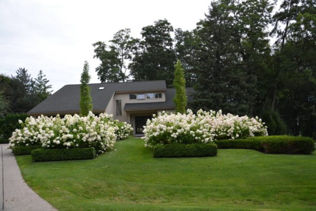 Hydrangea tree Bounty: reviews, planting and care, photos