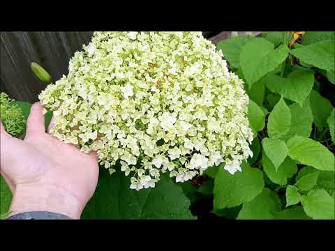 Hydrangea tree Bounty: reviews, planting and care, photos