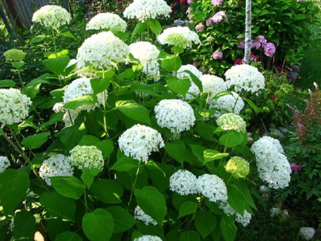 Hydrangea tree-like Sterilis: description, planting and care, photo