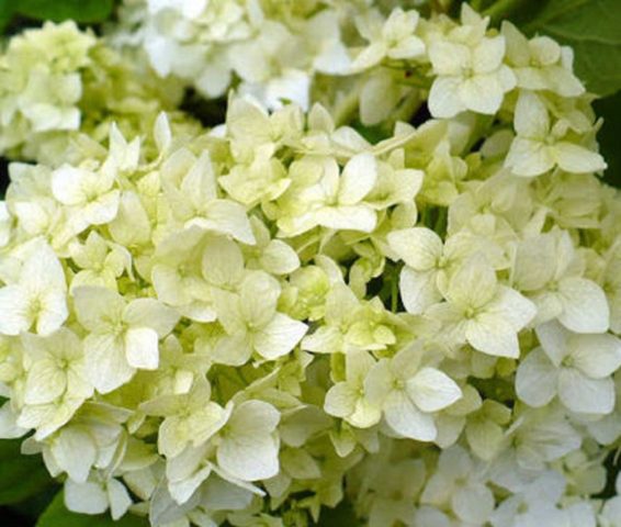 Hydrangea tree-like Sterilis: description, planting and care, photo