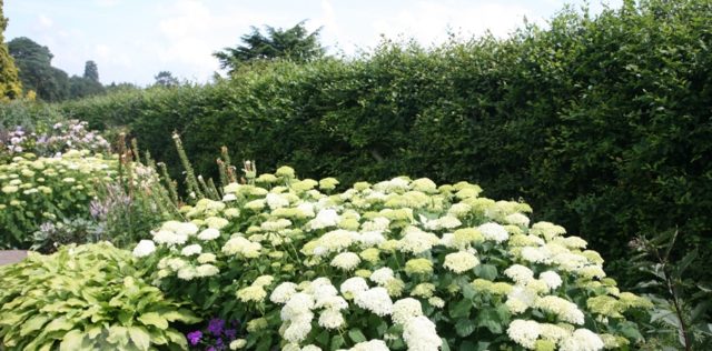 Hydrangea tree-like Sterilis: description, planting and care, photo