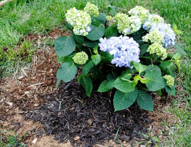 Hydrangea tree-like Sterilis: description, planting and care, photo