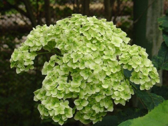 Hydrangea tree-like Sterilis: description, planting and care, photo