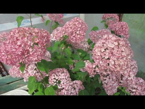 Hydrangea treelike Bella Anna: planting and care, photos, reviews