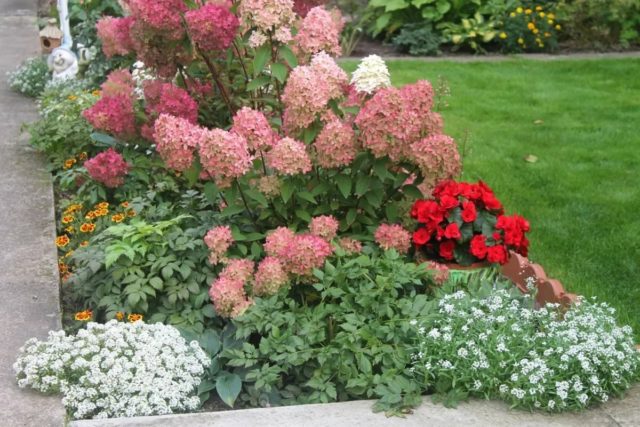 Hydrangea treelike Bella Anna: planting and care, photos, reviews