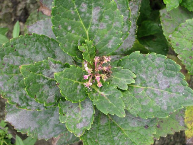 Hydrangea treelike Bella Anna: planting and care, photos, reviews