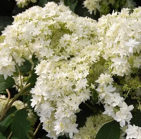 Hydrangea treelike Hayes Starburst: planting and care, photos, reviews