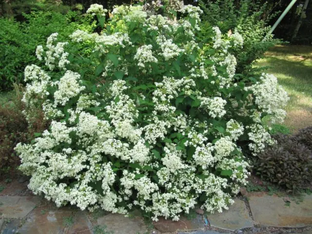 Hydrangea treelike Hayes Starburst: planting and care, photos, reviews