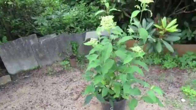 Hydrangea treelike Hayes Starburst: planting and care, photos, reviews