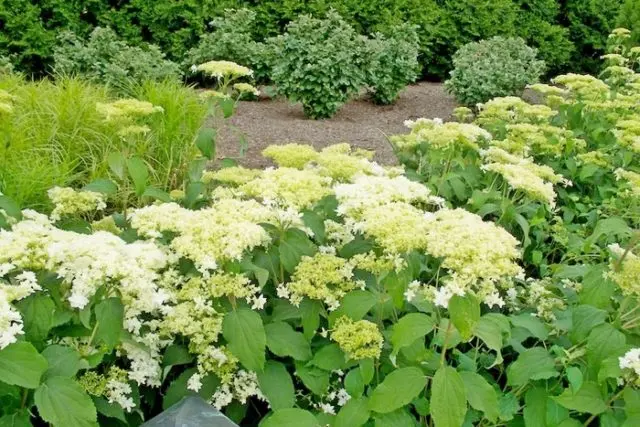 Hydrangea treelike Hayes Starburst: planting and care, photos, reviews