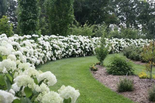 Hydrangea treelike Incredibol: planting and care, photos, reviews