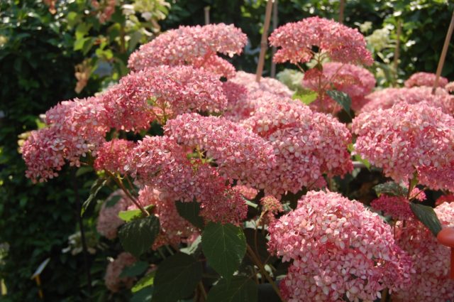 Hydrangea treelike Incredibol: planting and care, photos, reviews