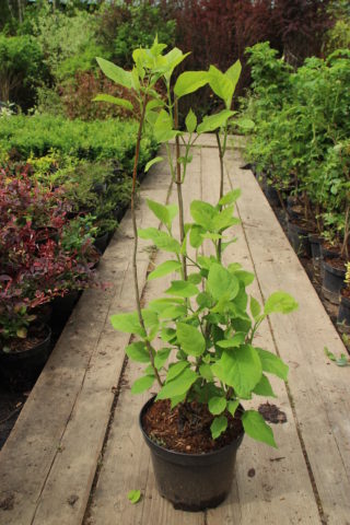 Hydrangea treelike Incredibol: planting and care, photos, reviews