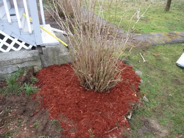 Hydrangea treelike Incredibol: planting and care, photos, reviews