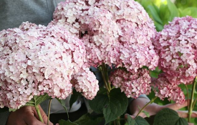 Hydrangea treelike Pink Anabel: description, planting and care, reviews