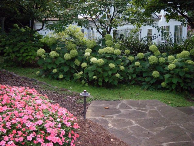 Hydrangea treelike Pink Anabel: description, planting and care, reviews