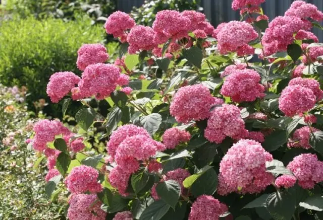 Hydrangea treelike Pink Anabel: description, planting and care, reviews