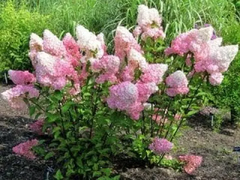 Hydrangea treelike Pink Anabel: description, planting and care, reviews