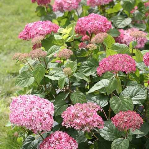 Hydrangea treelike Pink Pinkushen: reviews, planting and care, photos