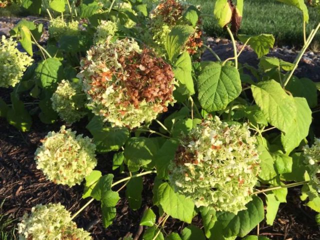 Hydrangea treelike Pink Pinkushen: reviews, planting and care, photos