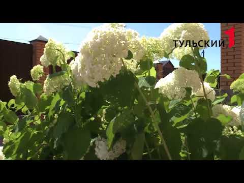 Hydrangea treelike Pink Pinkushen: reviews, planting and care, photos