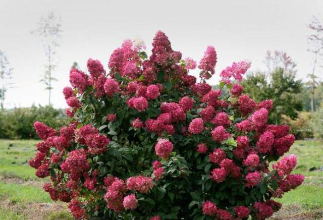 Hydrangea Weems Red: description and photo