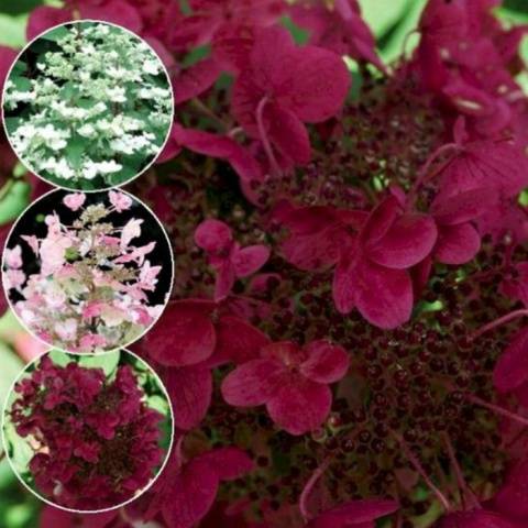 Hydrangea Weems Red: description and photo