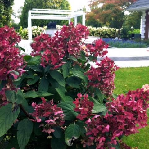 Hydrangea Weems Red: description and photo