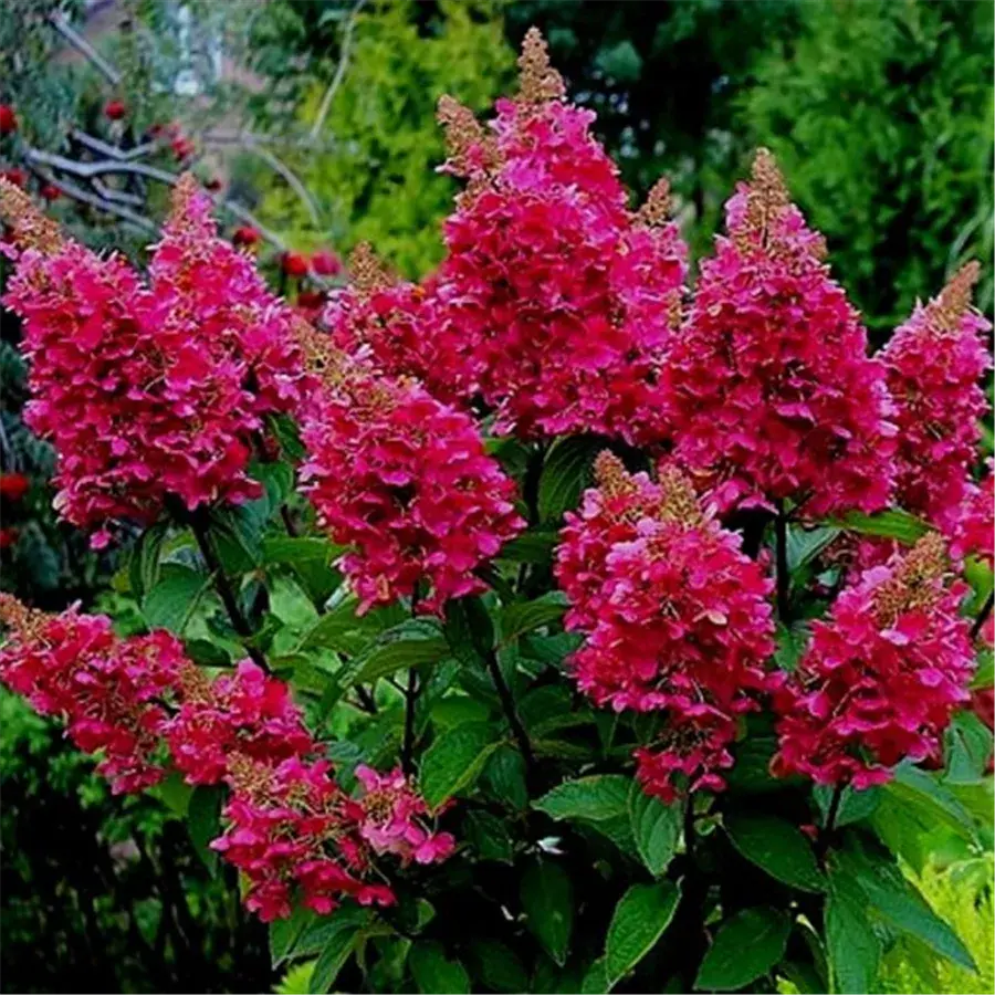 Hydrangea Weems Red: description and photo