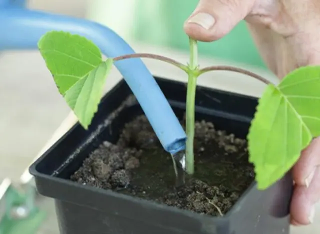 Hydrangea: what seeds look like, photo, how to grow from seedlings