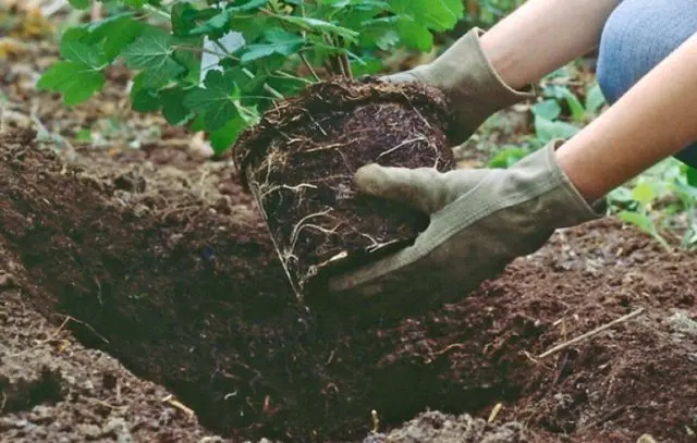 Hydrangea: what seeds look like, photo, how to grow from seedlings