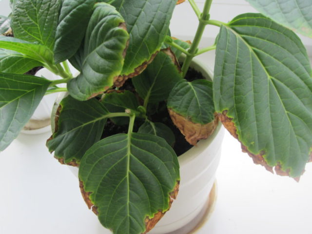 Hydrangeas dry the edges of the leaves: common reasons for what to do