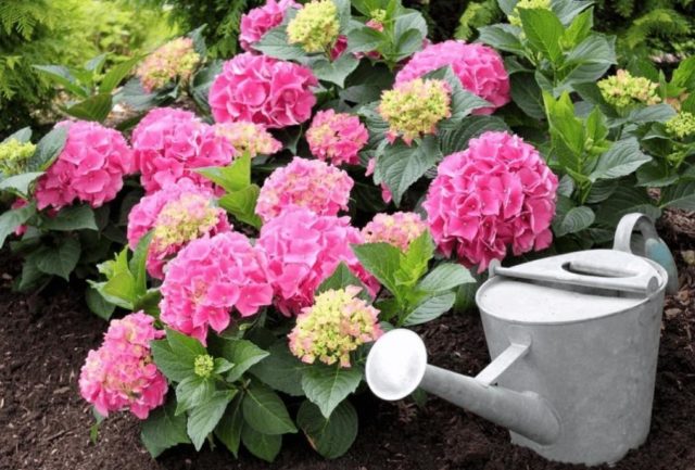 Hydrangeas dry the edges of the leaves: common reasons for what to do