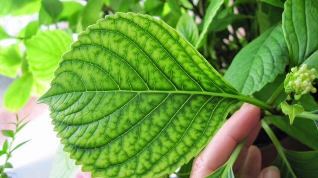 Hydrangeas dry the edges of the leaves: common reasons for what to do