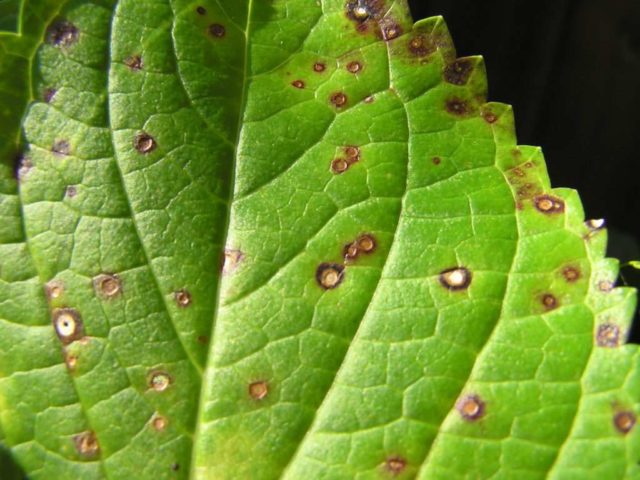 Hydrangeas dry the edges of the leaves: common reasons for what to do