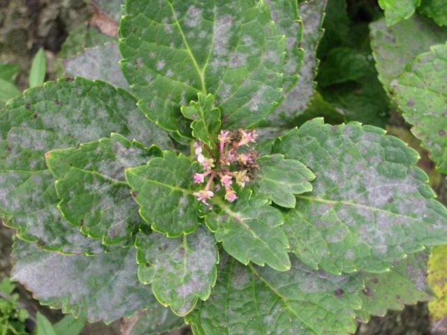 Hydrangeas dry the edges of the leaves: common reasons for what to do