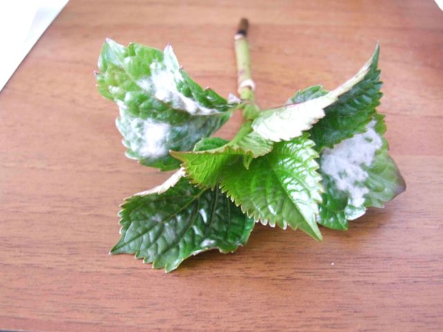 Hydrangeas dry the edges of the leaves: common reasons for what to do