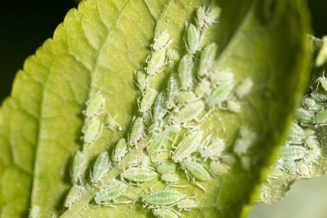 Hydrangeas dry the edges of the leaves: common reasons for what to do