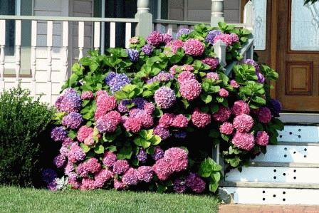 Hydrangeas in the landscape design of a summer cottage