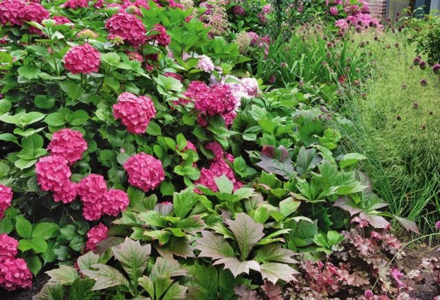 Hydrangeas in the landscape design of a summer cottage