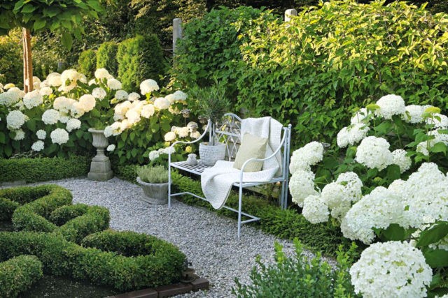 Hydrangeas in the landscape design of a summer cottage