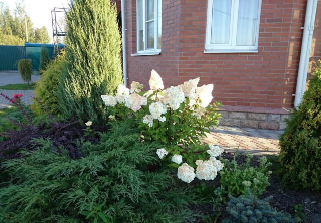 Hydrangeas in the landscape design of a summer cottage