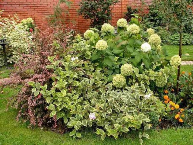 Hydrangeas in the landscape design of a summer cottage