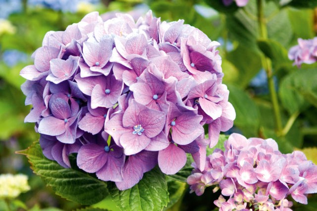 Hydrangeas in the landscape design of a summer cottage