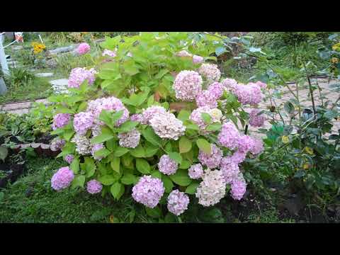 Hydrangeas in the landscape design of a summer cottage